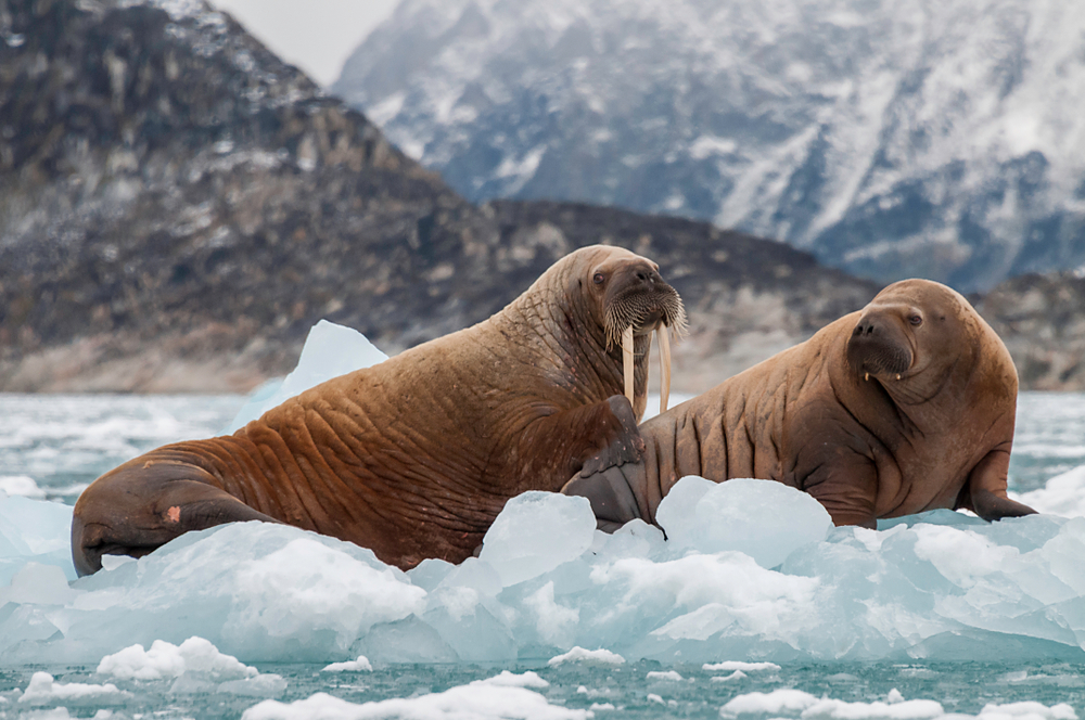 Greenland