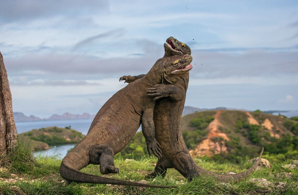 Upcoming Changes in the Komodo National Park