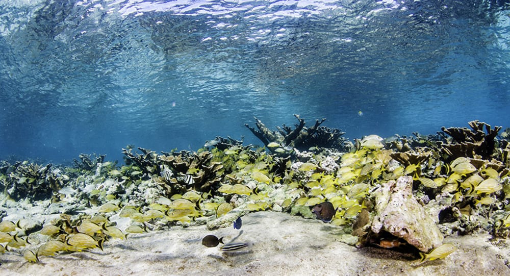 Scuba in Cuba