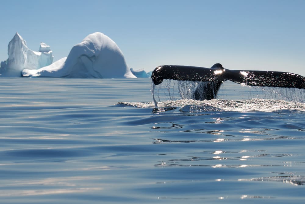 A Journey to the End of Planet Earth ~ Antarctica