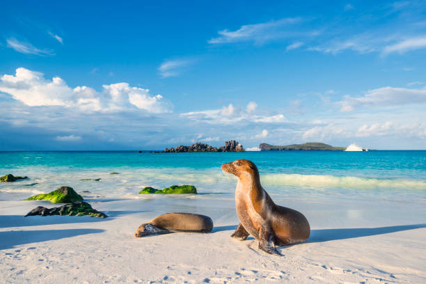 winter destination. Galapagos