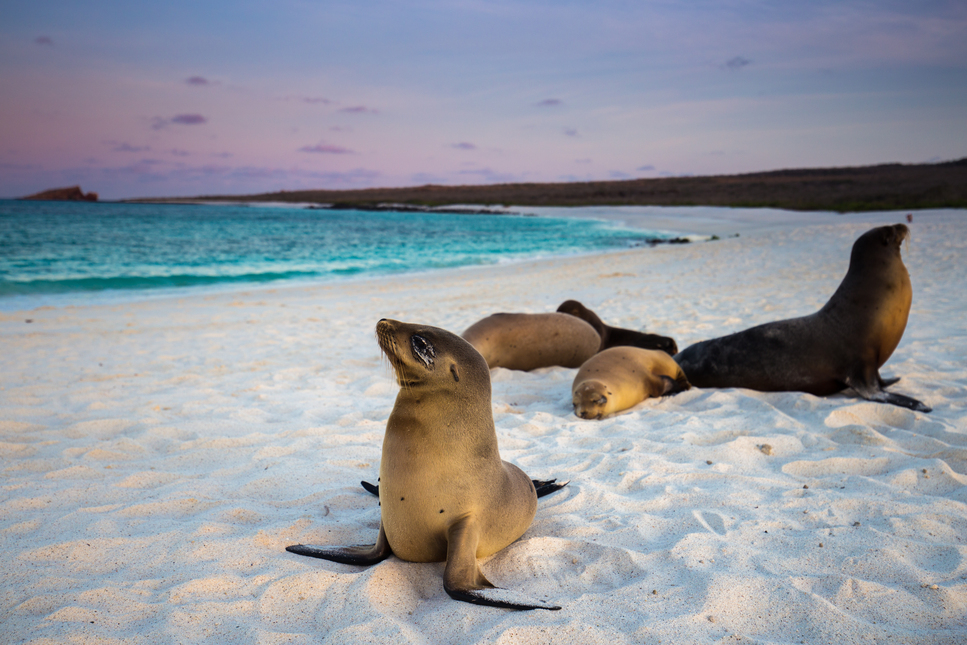 Sea Lions - Galapagos