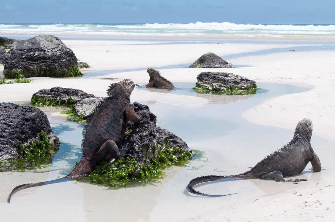 Iguana Galapagos