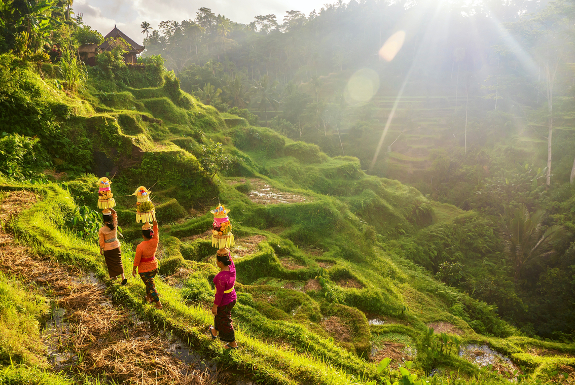 bali rice fields